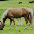 Haflinger