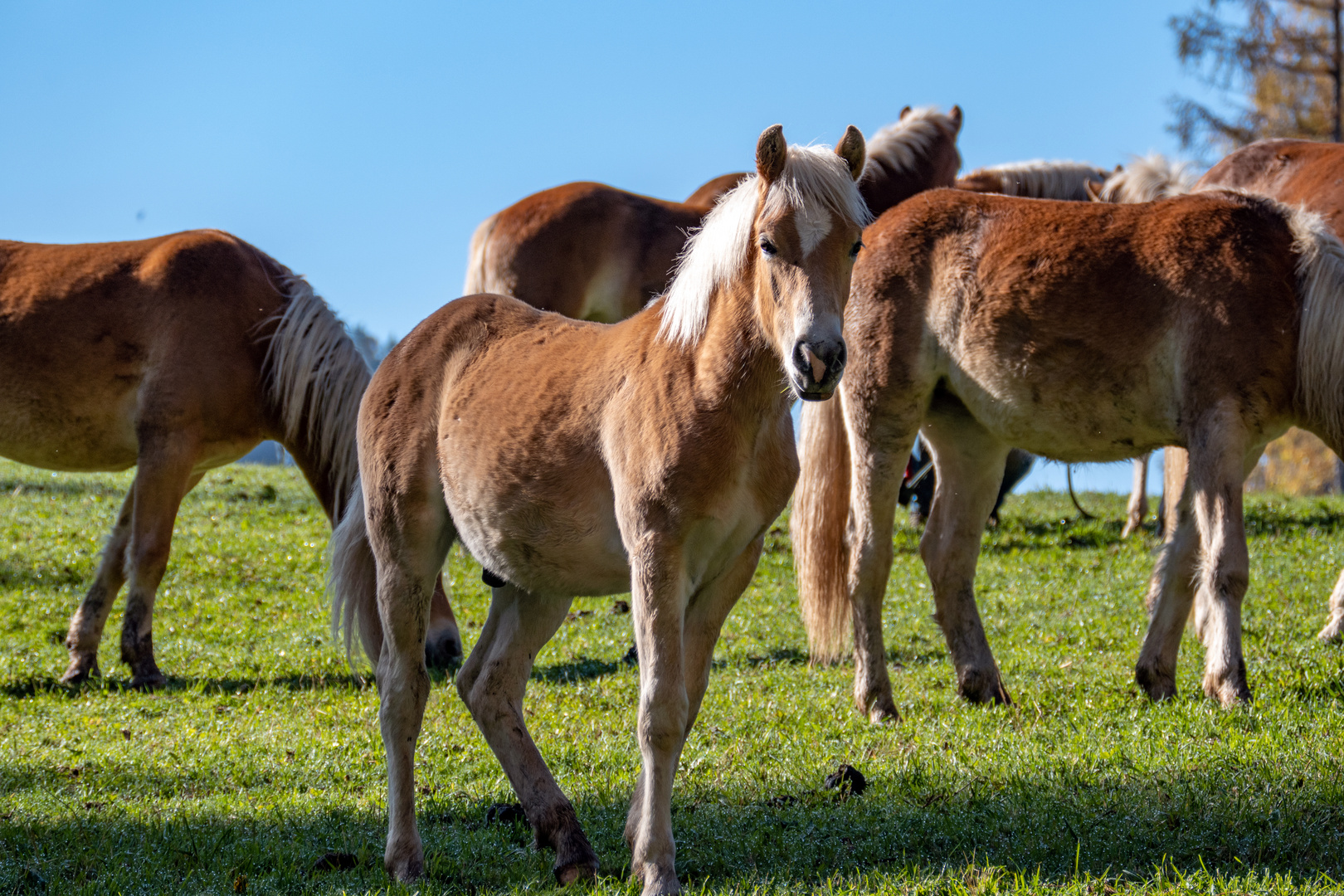 Haflinger