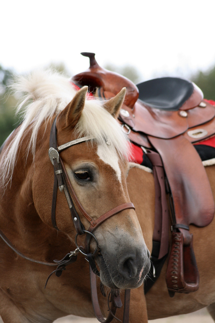 Haflinger