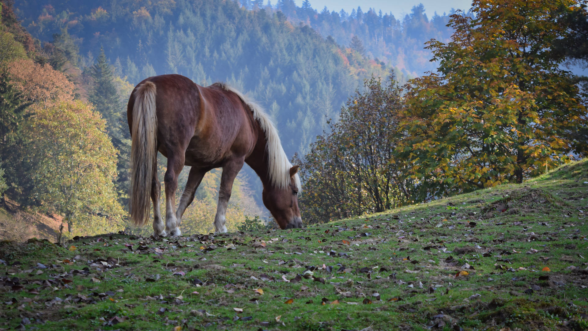 Haflinger