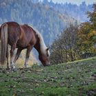 Haflinger