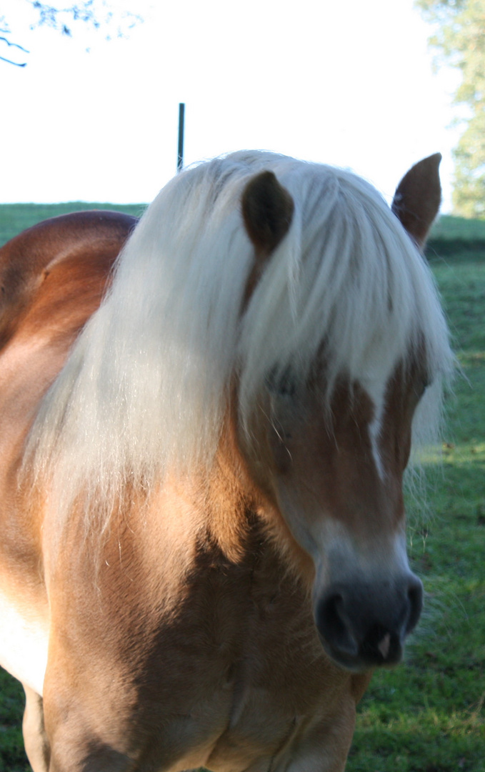 Haflinger