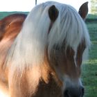 Haflinger