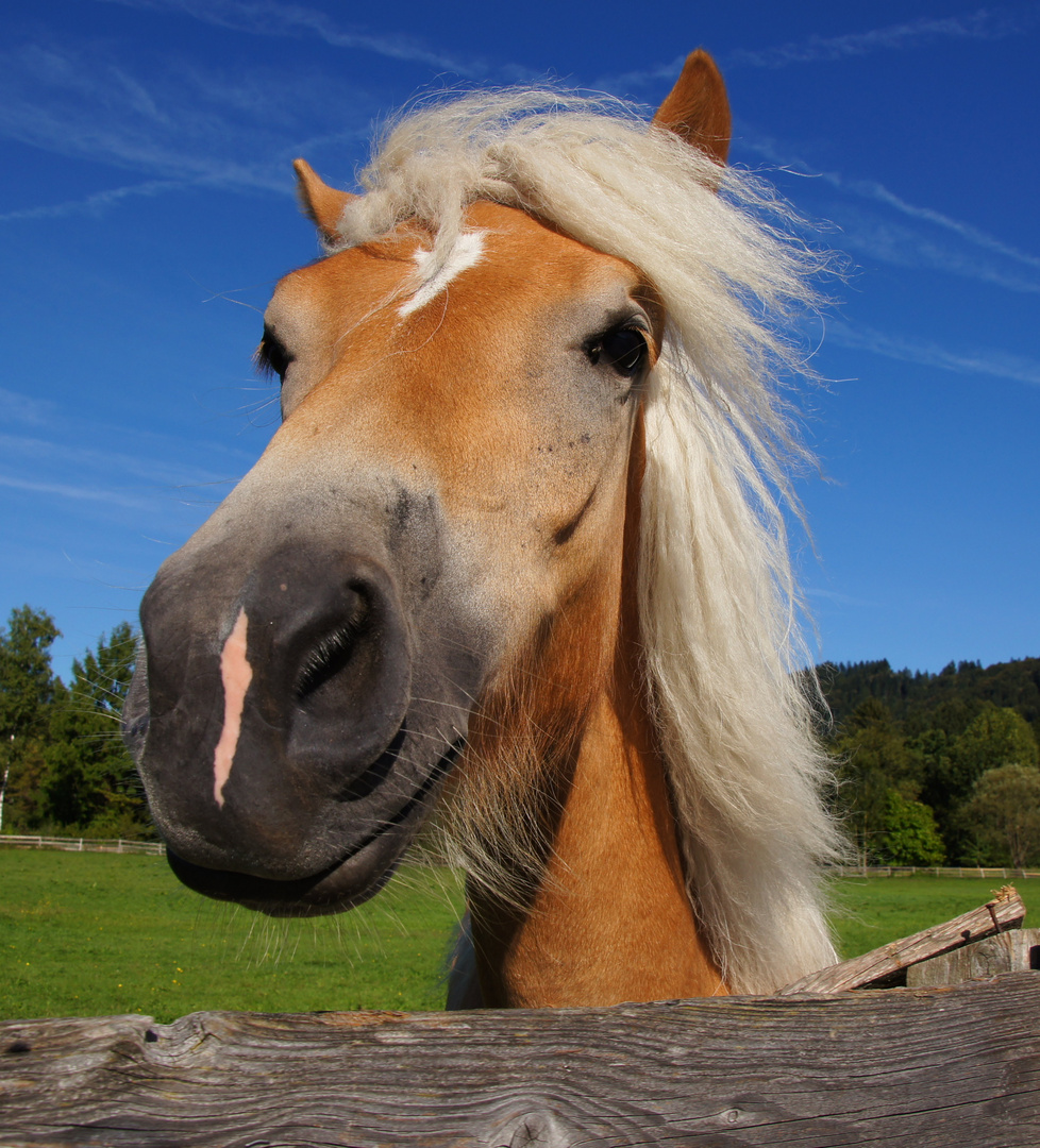 Haflinger