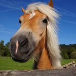 Haflinger