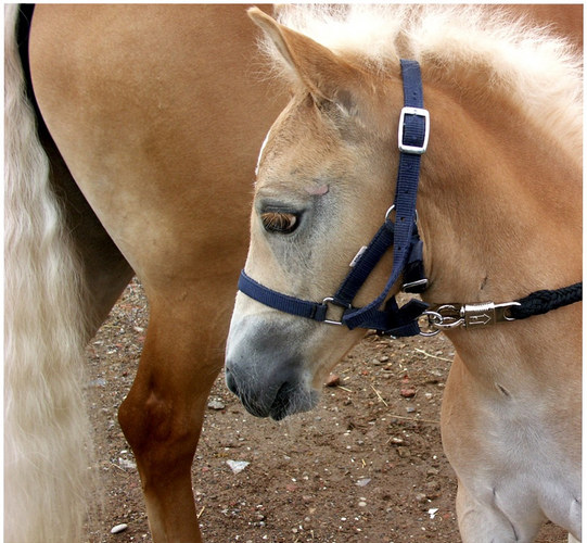 Haflinger-Fohlen