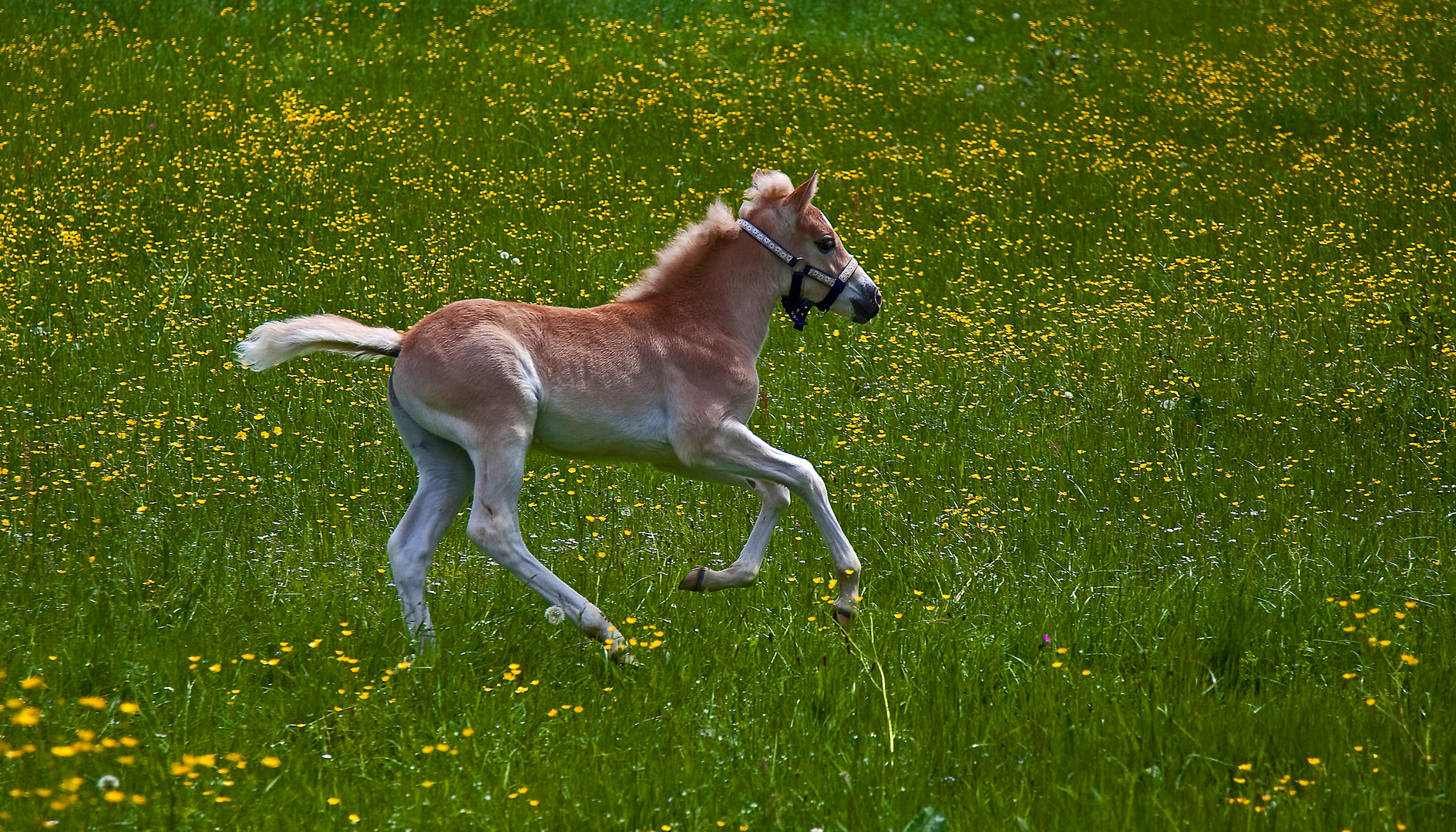 Haflinger Fohlen