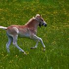 Haflinger Fohlen