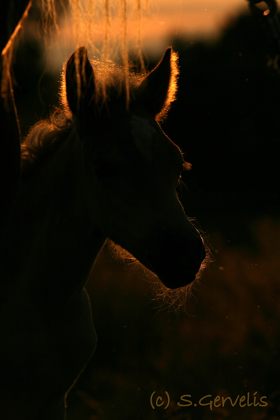 Haflinger Fohlen