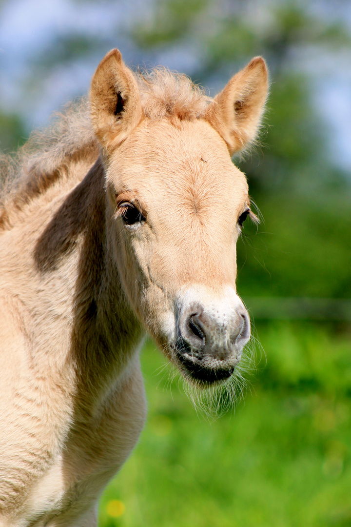 Haflinger Fohlen Foto Bild Tiere Haustiere Pferde Esel Maultiere Bilder Auf Fotocommunity
