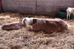 Haflinger-Fohlen im Gestüt Meura/Thüringen April 2009 - (2)