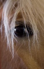 Haflinger-Fohlen im Gestüt Meura/Thüringen April 2009 - (3)