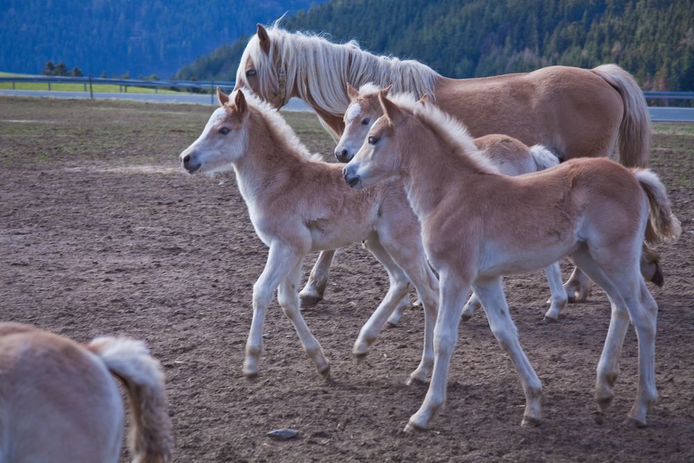 Haflinger-Fohlen im Gestüt Meura/Thüringen April 2009 - (4)