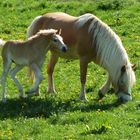 Haflinger Fohlen mit Mutter