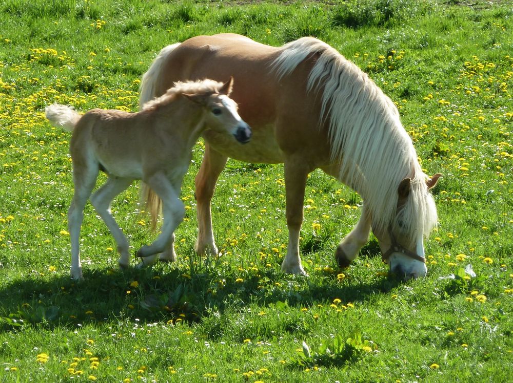 Haflinger Fohlen mit Mutter