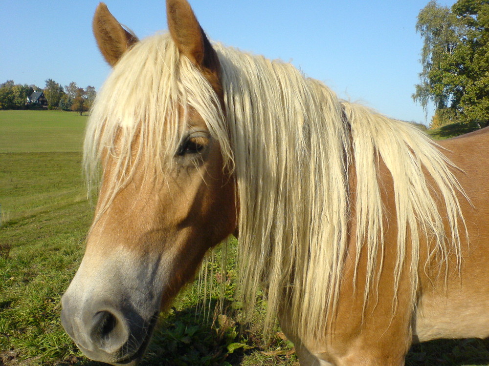 Haflinger ganz nah