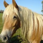 Haflinger ganz nah