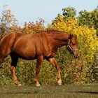 Haflinger Gestüt Meura