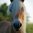 Haflinger- Hengst (2 Jahre alt) 2