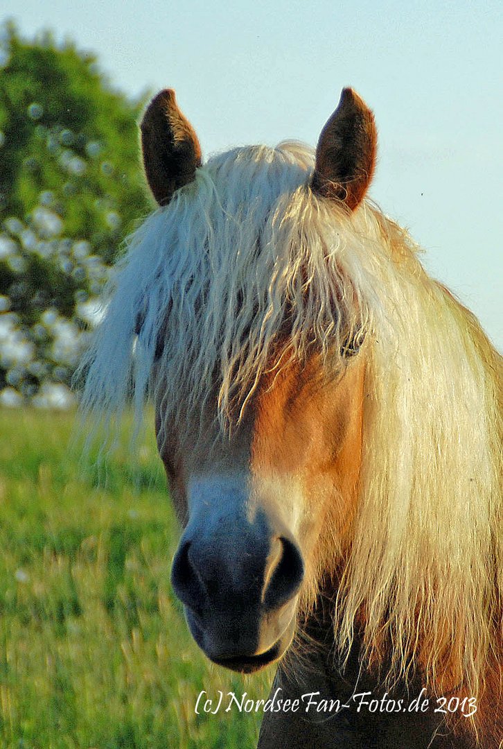 Haflinger- Hengst (2 Jahre alt)