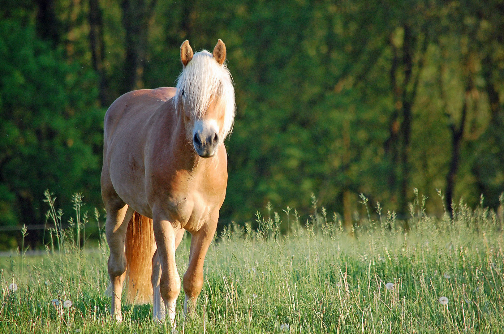 Haflinger- Hengst (2 Jahre alt) auf der Weide