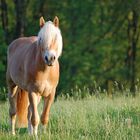 Haflinger- Hengst (2 Jahre alt) auf der Weide