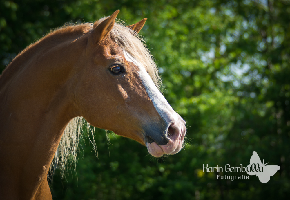 Haflinger Hengst