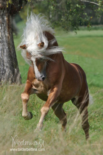 Haflinger Hengst Abraham von Claus Luber