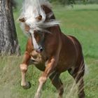 Haflinger Hengst Abraham von Claus Luber