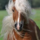 Haflinger Hengst Aladin von Claus Luber