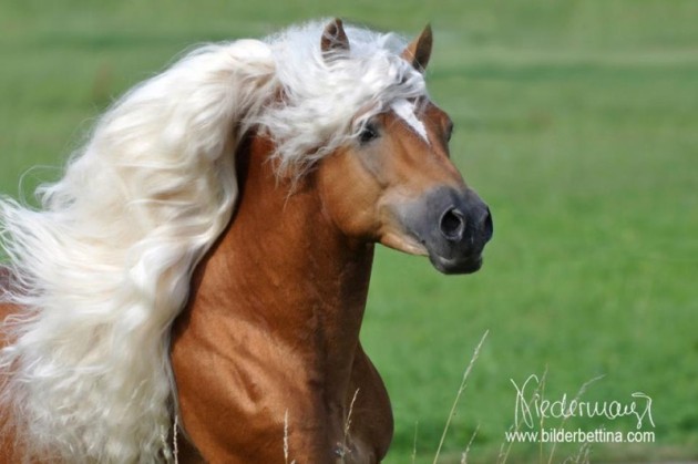 Haflinger Hengst Ander von Claus Luber