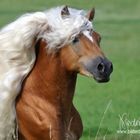 Haflinger Hengst Ander von Claus Luber