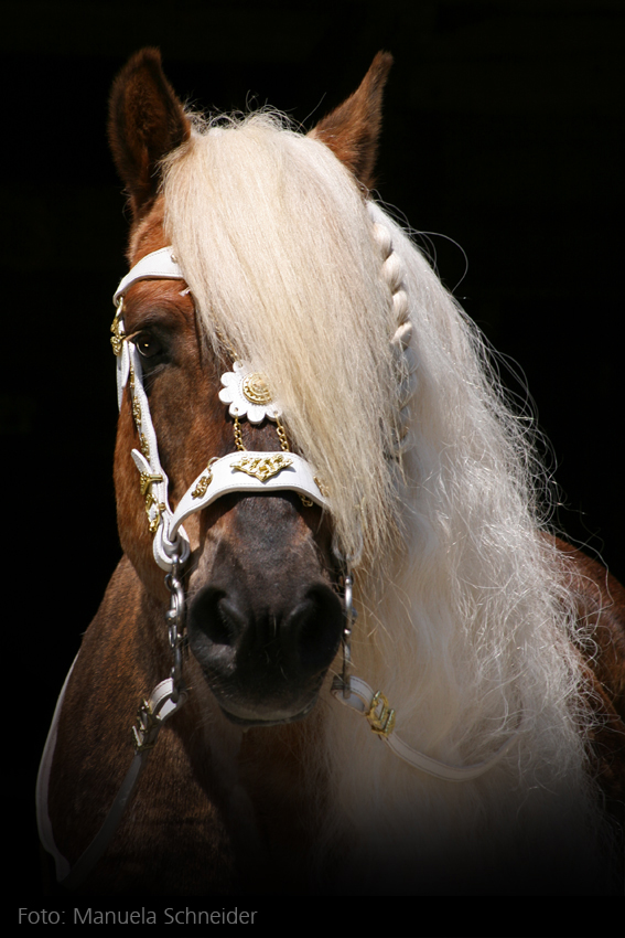 Haflinger Hengst liz. Steiermark von Sandra Luber