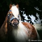 Haflinger Hengst liz. Steiermark von Sandra Luber