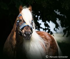 Haflinger Hengst liz. Steiermark von Sandra Luber