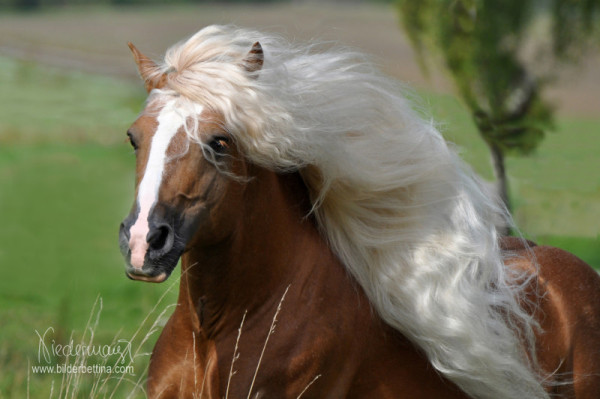 Haflinger Hengst Macho von Claus Luber