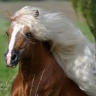 Haflinger Hengst Macho von Claus Luber