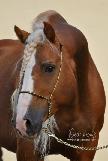 Haflinger Hengst Max von Claus Luber