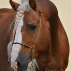 Haflinger Hengst Max von Claus Luber