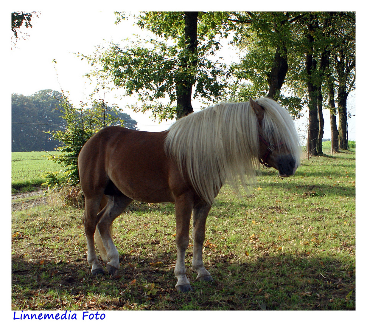 Haflinger  Hengst Memento