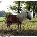 Haflinger  Hengst Memento