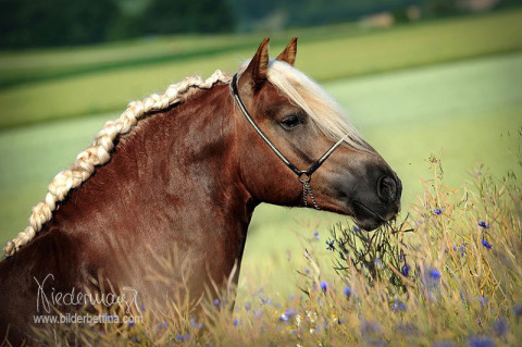 Haflinger Hengst Stoffl