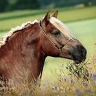 Haflinger Hengst Stoffl