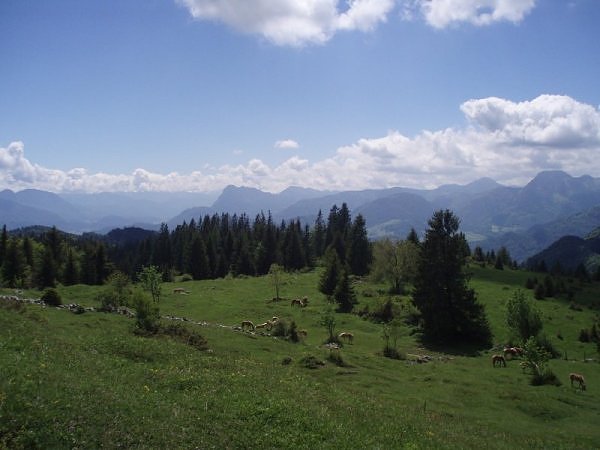 Haflinger Hengstalm Spitzstein Tirol