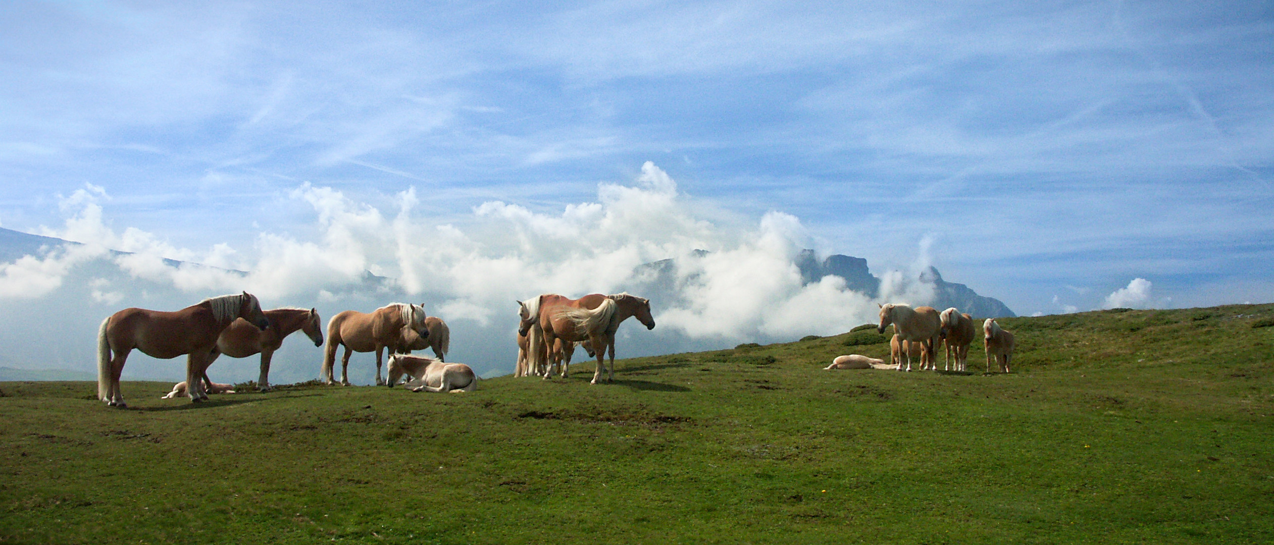 Haflinger-Herde