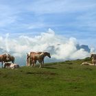 Haflinger-Herde