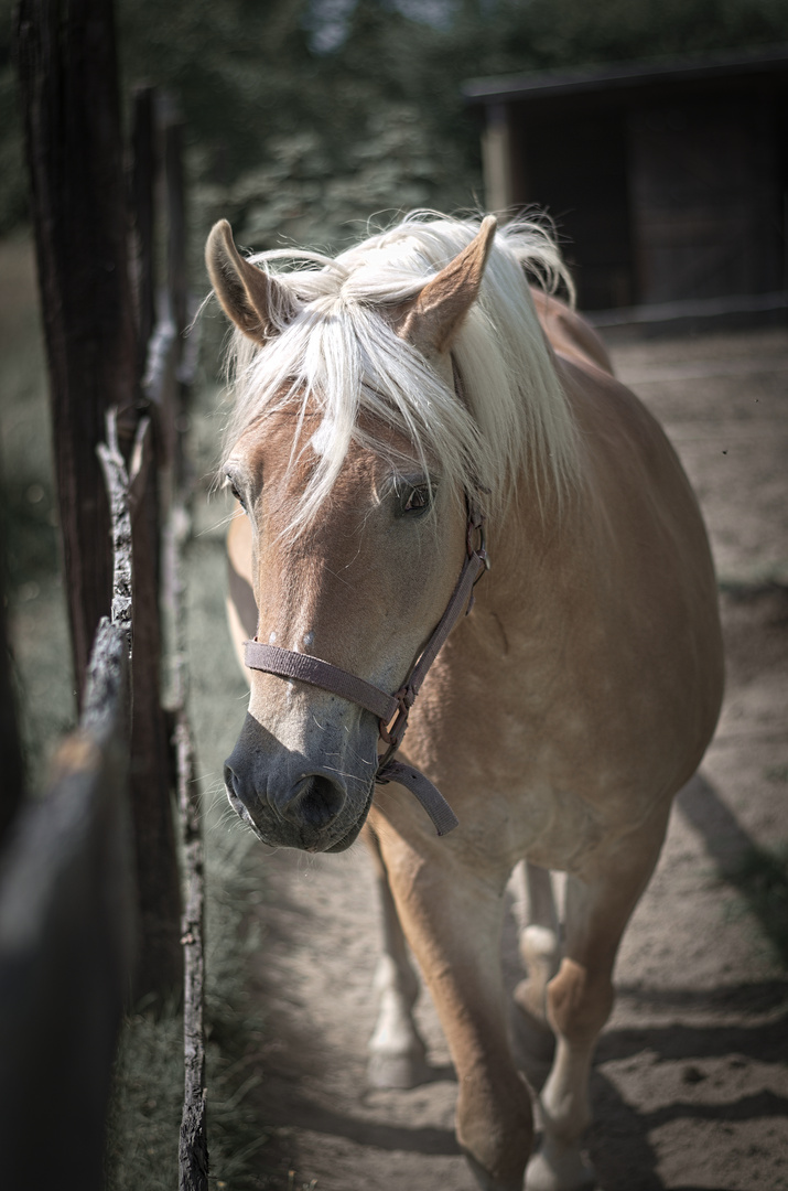 Haflinger I