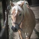 Haflinger I