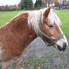 Haflinger ? Ich bin mir nicht sicher der Hübsche kam mir so dunkel vor....