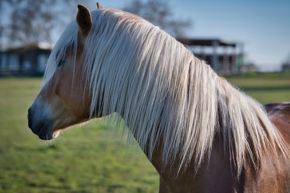 Haflinger II